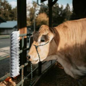 Pood24 Loomade harjad Must ja Valge 50 x 10 x 6.5 cm Plastik ja teras