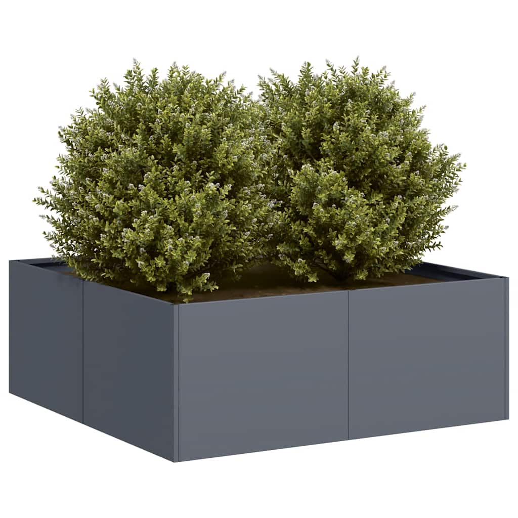 Taimekast antratsiithall 80x80x30 cm, teras