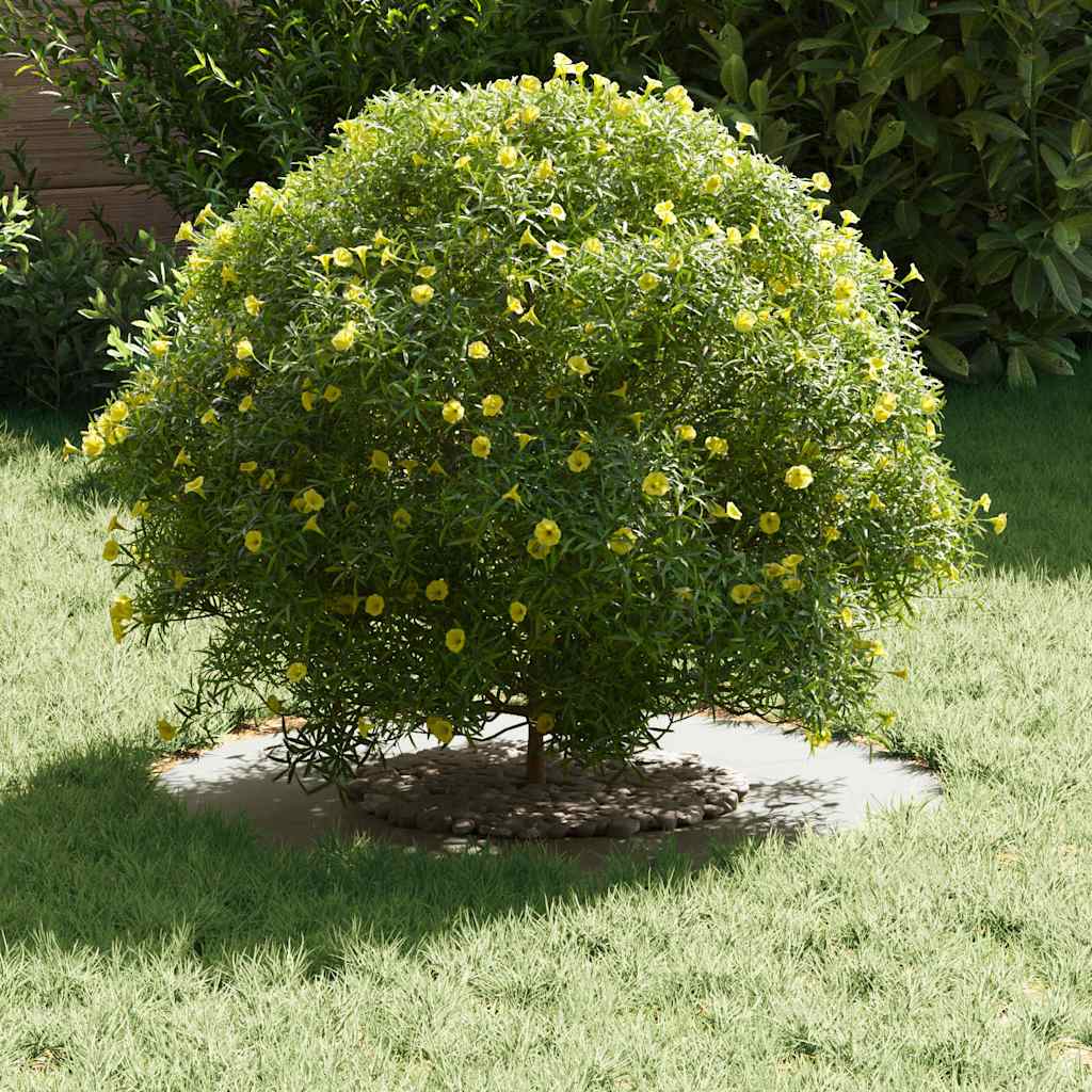 Sobiv lame puu rõngaste jaoks 5 tk Valge Ø30/60 cm Teras